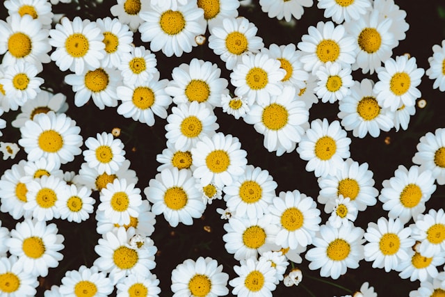 mitchel-lensink-TtP9IVxxvD0-unsplash